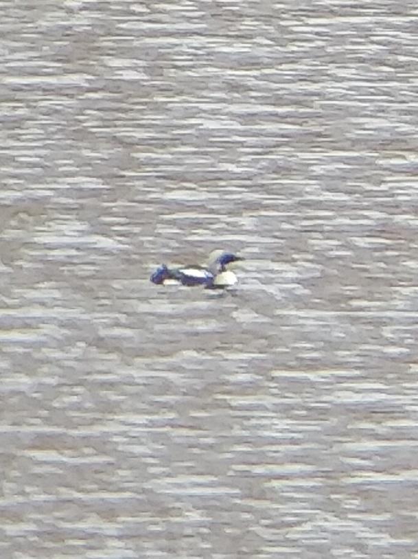 Spent a #HappyHour today watching a pair of #blackthroateddiver in full summer plumage. Probably preparing to nest. Southern outpost population. Simply one of the most beautiful birds I have ever seen. <a href="/RareBirdAlertUK/">RareBirdAlertUK</a> <a href="/IoloWilliams2/">Iolo Williams</a> <a href="/RSPBScotland/">RSPB Scotland</a> 
Pic unmistakable through bins