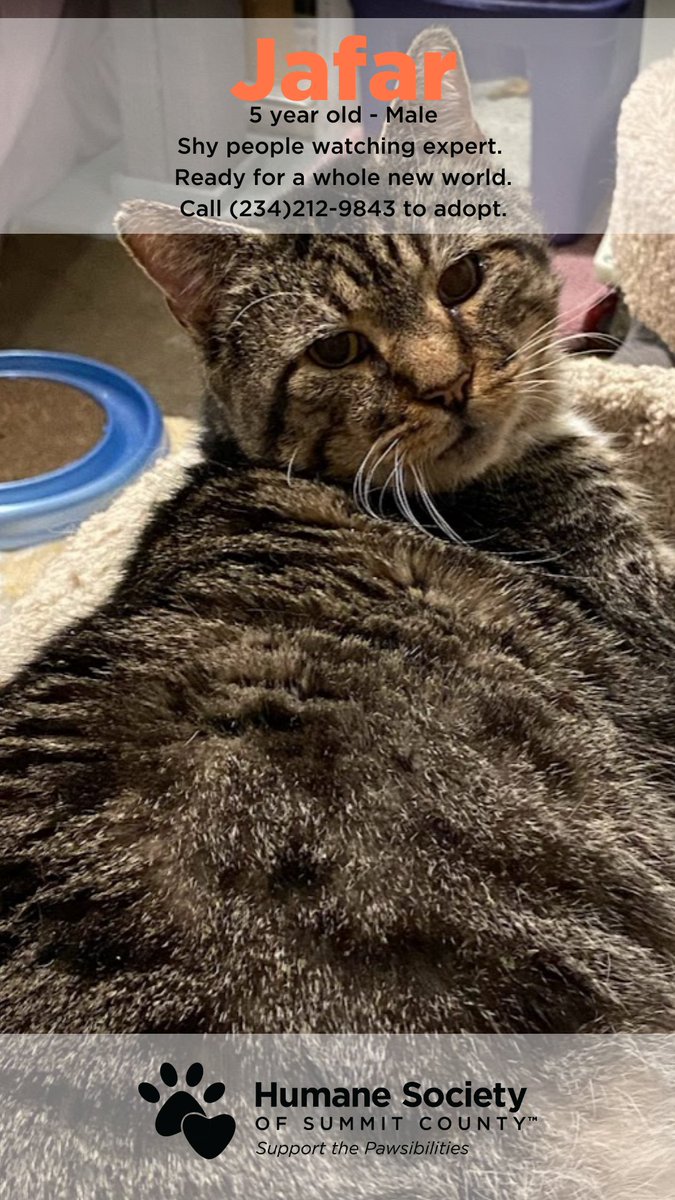 Humane Society of Summit County tweet media