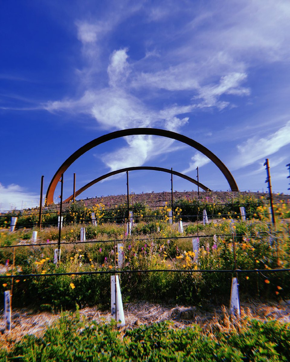 #Spring has definitely SPRUNG! We can thank #MotherNature for the much needed #rain to pave the way for the gorgeous #flowers! Take in the remarkable sights of #Carneros up on infinity hill. #auberge #napa #visitnapavalley #gordonhuether #napaart