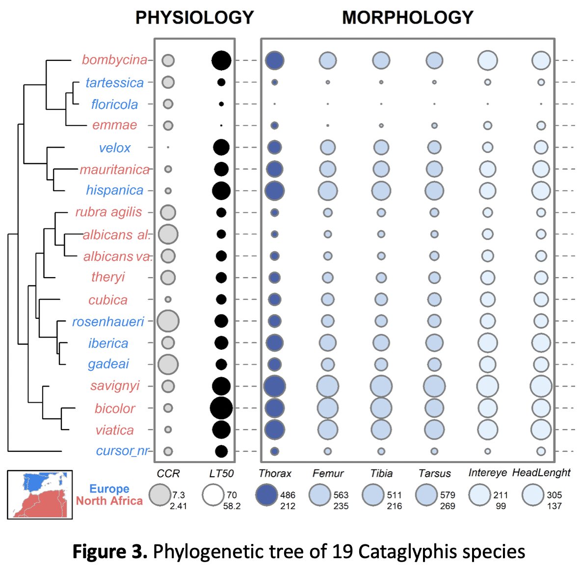 Xim Cerdá Sureda (@ximcerda) on Twitter photo Congratulations Jelena! Our last paper about thermoregulatory traits, evolutionary history, and climatic niches in Cataglyphis species (<a href="/BertelsmeierC/">Cleo Bertelsmeier</a> team and <a href="/antecology/">Antlab</a> <a href="/ebdonana/">Estación Biológica de Doñana - CSIC</a>)
onlinelibrary.wiley.com/doi/10.1111/dd… Congratulations Jelena! Our last paper about thermoregulatory traits, evolutionary history, and climatic niches in Cataglyphis species (<a href="/BertelsmeierC/">Cleo Bertelsmeier</a> team and <a href="/antecology/">Antlab</a> <a href="/ebdonana/">Estación Biológica de Doñana - CSIC</a>)
onlinelibrary.wiley.com/doi/10.1111/dd…