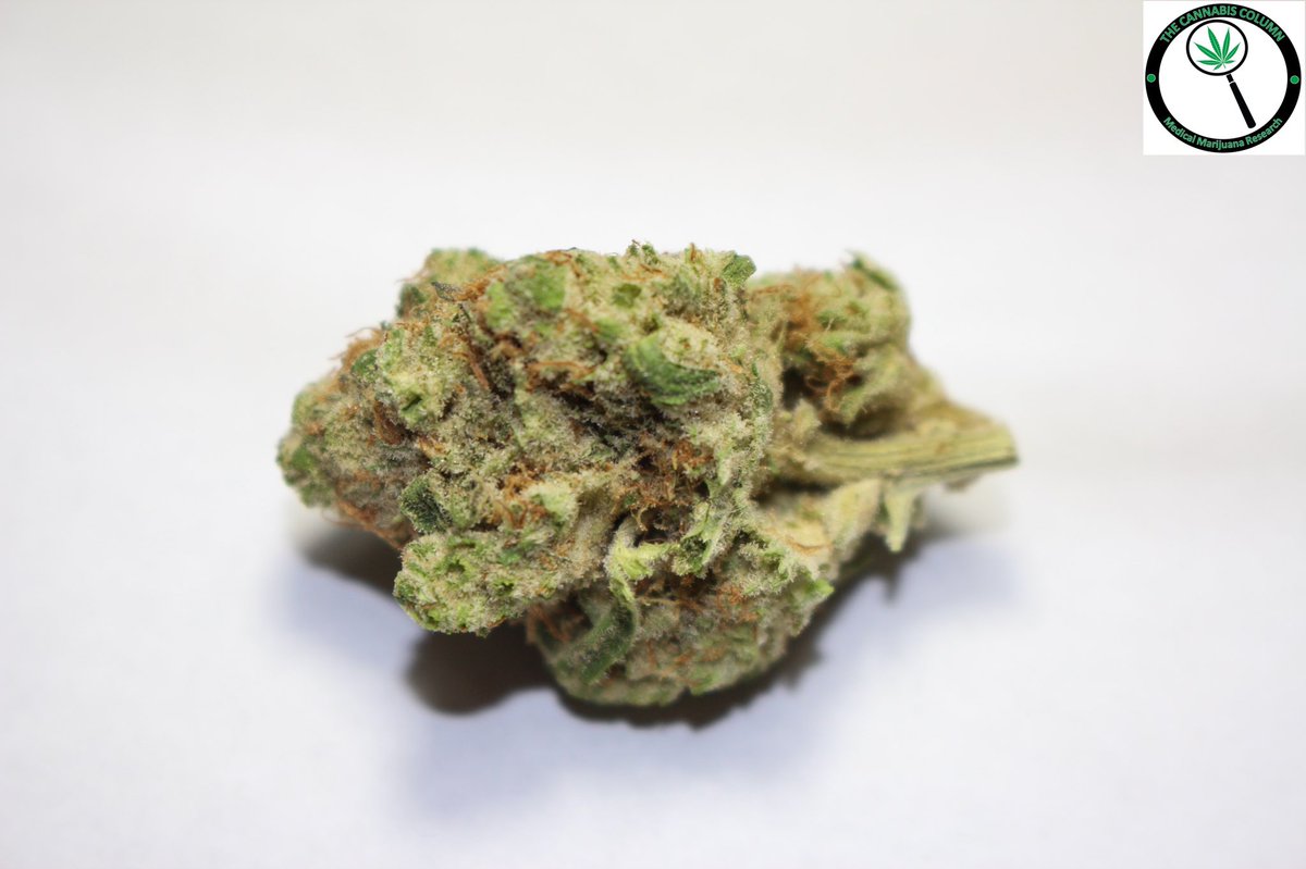 The Cannabis Column tweet media