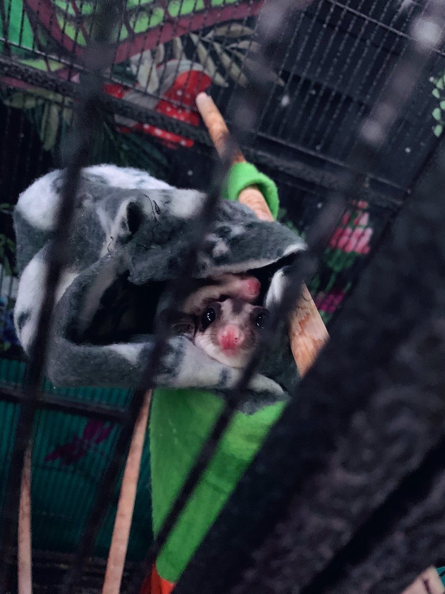 KyttenAttax's tweet photo. 🔥Sugar Glider Wants & Needs🔥
If you wanna help with their needs that’s cool. They’d love some neat treats or toys too💕✨
https://t.co/tCED0K8itJ
#SugarGliders #PossumFamily #SoCute #SmolBeans #rescues https://t.co/KNKepAOLBF