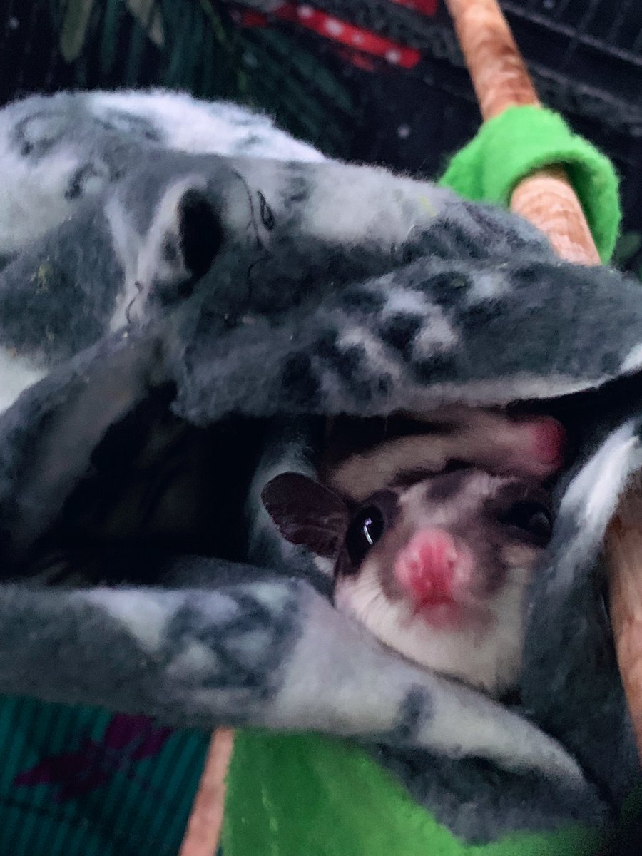 KyttenAttax's tweet photo. 🔥Sugar Glider Wants & Needs🔥
If you wanna help with their needs that’s cool. They’d love some neat treats or toys too💕✨
https://t.co/tCED0K8itJ
#SugarGliders #PossumFamily #SoCute #SmolBeans #rescues https://t.co/KNKepAOLBF