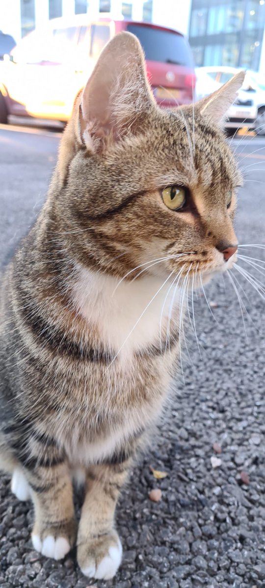 Longarmofthepaw's tweet photo. Well that's another #Catlaxing sleep done with๐บ After a leisurely dinner ๐น its time to back out there, duty calls๐๐โค๏ธ Hopefully I'll see some pawpals out and about ๐พ๐ to see how there doing ๐ป#Nights #MakingtheRounds
#PawsOfJustice
#CatsOfTwitter https://t.co/qs3u8te7Se