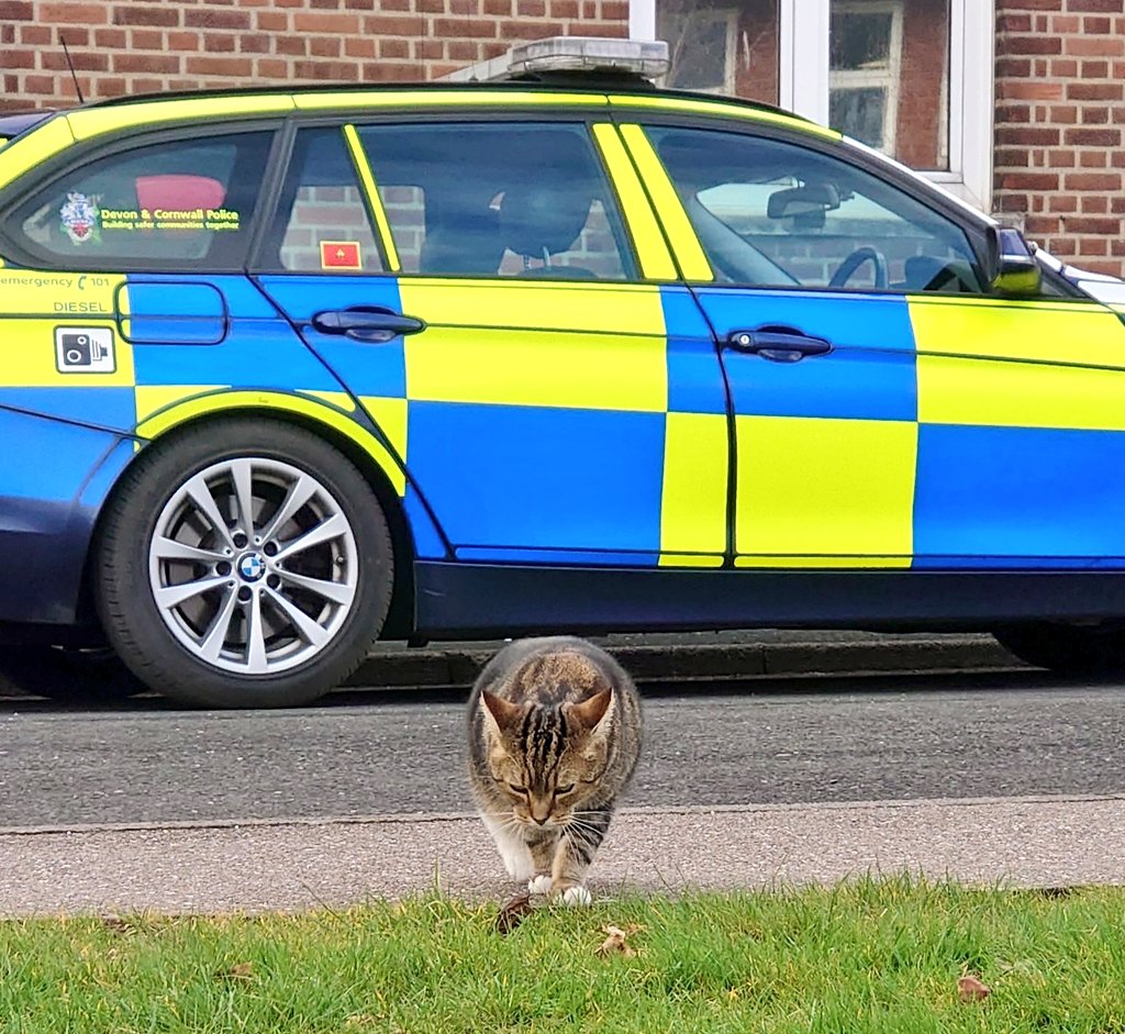 Longarmofthepaw's tweet photo. Well that's another #Catlaxing sleep done with๐บ After a leisurely dinner ๐น its time to back out there, duty calls๐๐โค๏ธ Hopefully I'll see some pawpals out and about ๐พ๐ to see how there doing ๐ป#Nights #MakingtheRounds
#PawsOfJustice
#CatsOfTwitter https://t.co/qs3u8te7Se