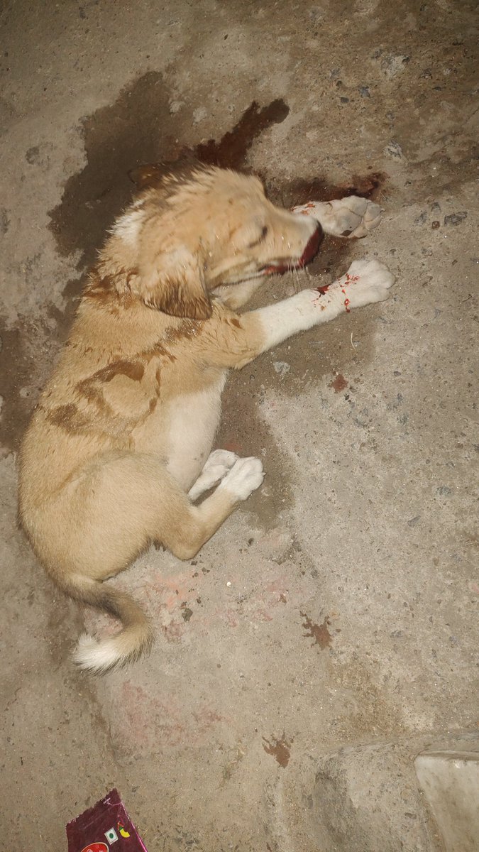 prashucool143's tweet photo. @TheJohnAbraham @mansukhmandviya @CMOfficeUP @WHO The peg got injured by a car at night and I called the betenary department to get the treatment for him...
He got internal injuries and bleeding was continued by his nose . 
Worst part is that we lost him due to lack of doctor https://t.co/4N2vpuvLIl