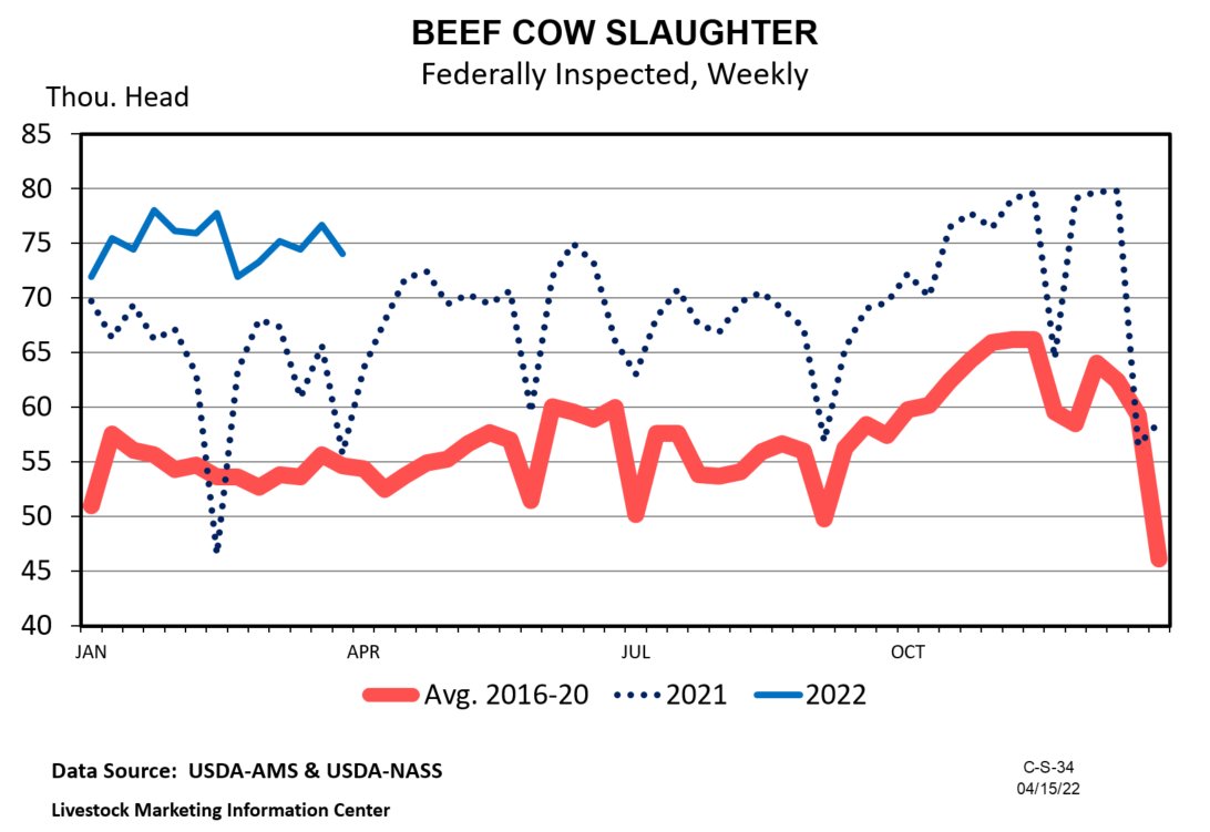 KYCattleEcon's tweet photo. The new Cattle Market Notes Weekly examines beef cow culling, which is outpacing last year by a wide margin. Read and subscribe at https://t.co/TPZiVzgUzF https://t.co/iKgJK9bkUH