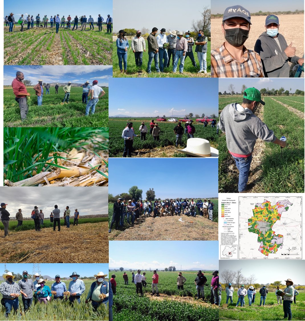 Gracias a @SDAyR_GTO a través de <a href="/MasAgroGto/">MasAgro Guanajuato</a> así avanzamos en el OI: Con estas acciones reducimos el costo de producción, aumentamos rendimientos, cuidando suelo, agua y aire. Por una agricultura sustentable y competitiva en Guanajuato <a href="/Paulo_Banuelos/">Paulo Bañuelos Rosales</a> <a href="/diegosinhue/">Diego Sinhue Rodríguez Vallejo</a>  <a href="/bramaccimmyt/">Bram Govaerts CIMMYT</a>