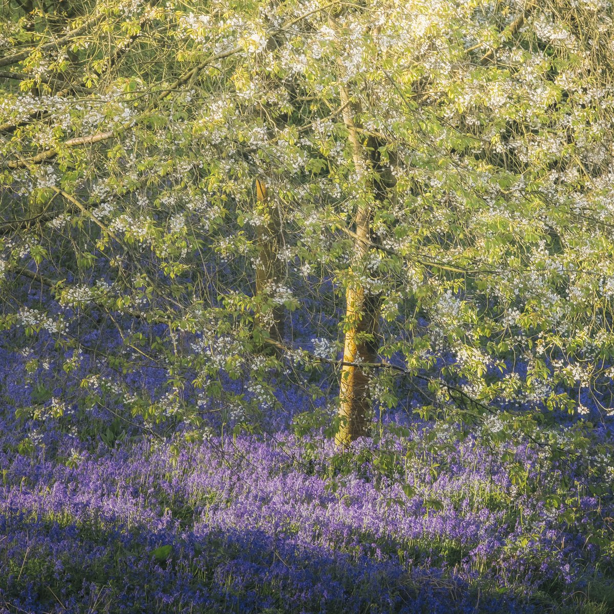 Bluebells & Blossom. Clent, Worcestershire