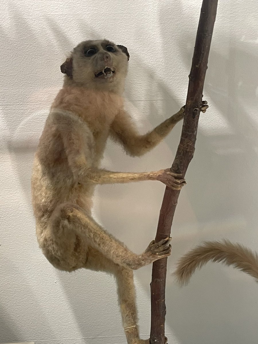 MaggieSlepian's tweet photo. The Harvard museum of natural history has one of the most incredible collection of taxidermy I’ve ever seen and some really beautiful work. These are not the beautiful ones but they are my favorites @badtaxidermy https://t.co/GmzCVrrR77