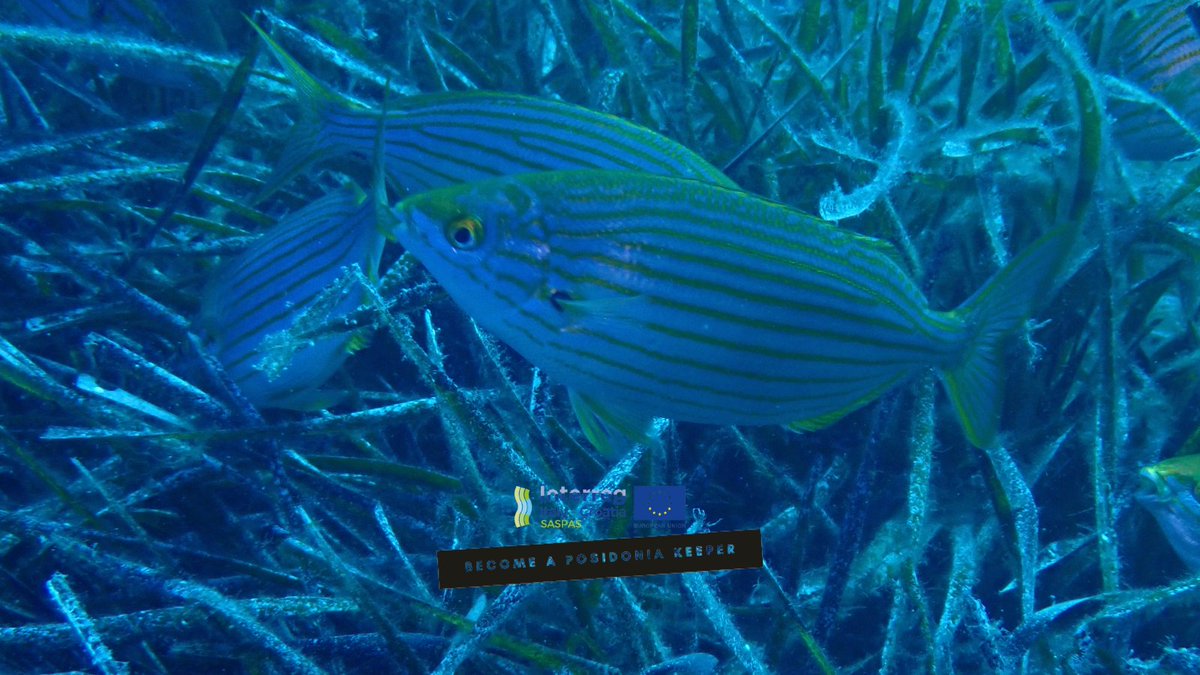 Marine #underwater habitats dominated by #seagrass #PosidoniaOceanica play an essential role in #fish community assembly, affecting taxonomic and functional diversity, abundance and fish behavior.