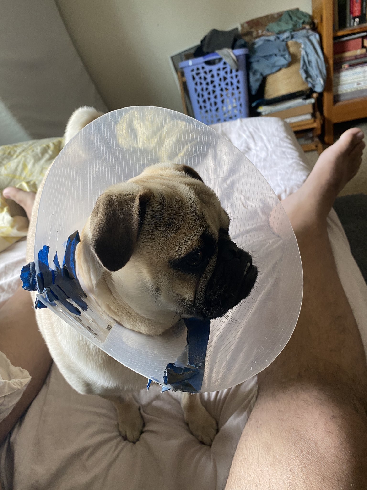 LEFT COAST RIGHT WATCH on Twitter "Dino had to plumb the forbidden depths today https//t.co