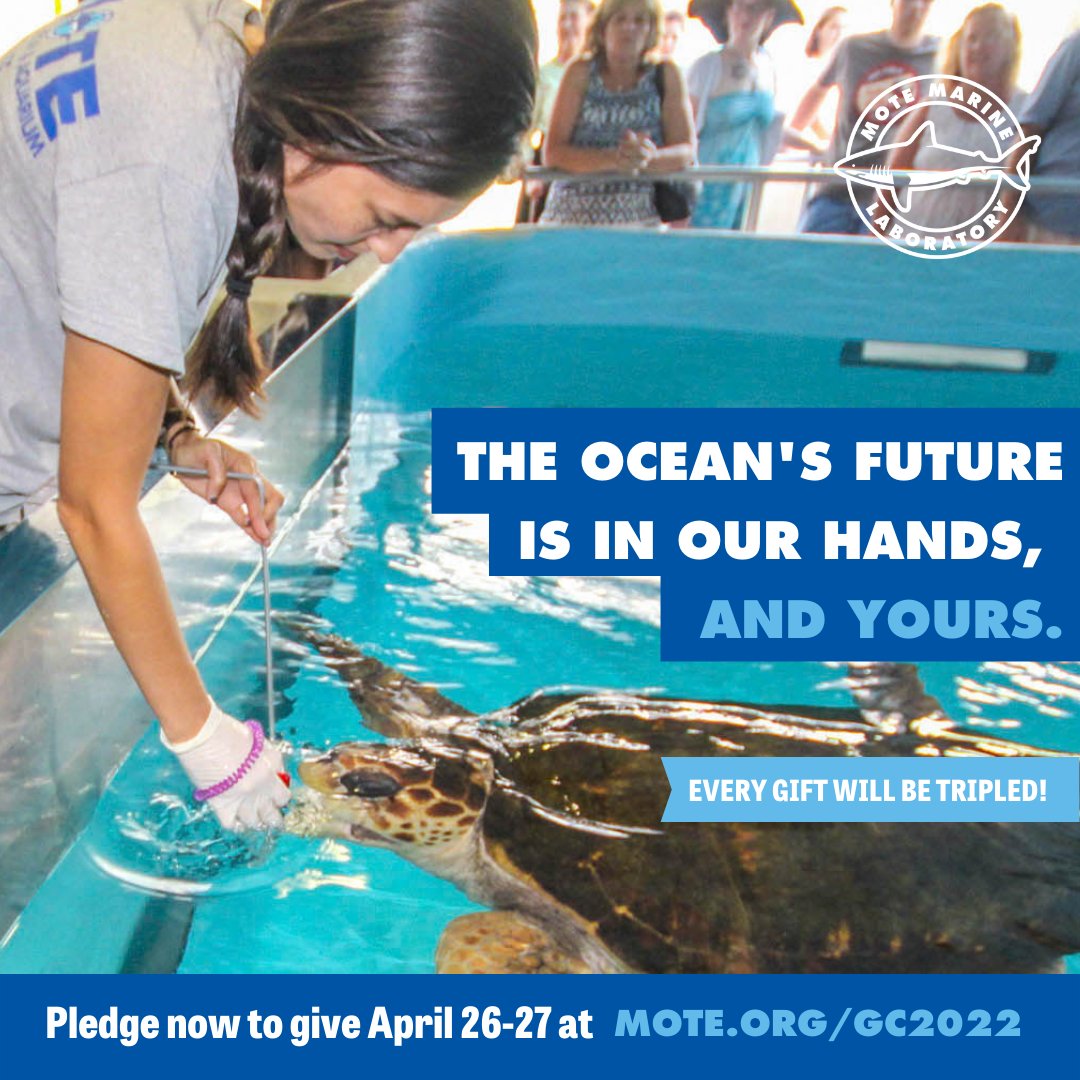 MoteMarineLab's tweet photo. Montego & other 🐢 like her rely on us! Mote’s Sea Turtle Conservation & Research program monitors 35 miles of Sarasota County beaches 🏖 & watched over 1.5 million hatchlings head back to the 🌊 #BeTheOne & pledge to vote https://t.co/WhVhs28C1T!
#GivingChallenge2022 #TeamMote https://t.co/AbsSYGJ3OY