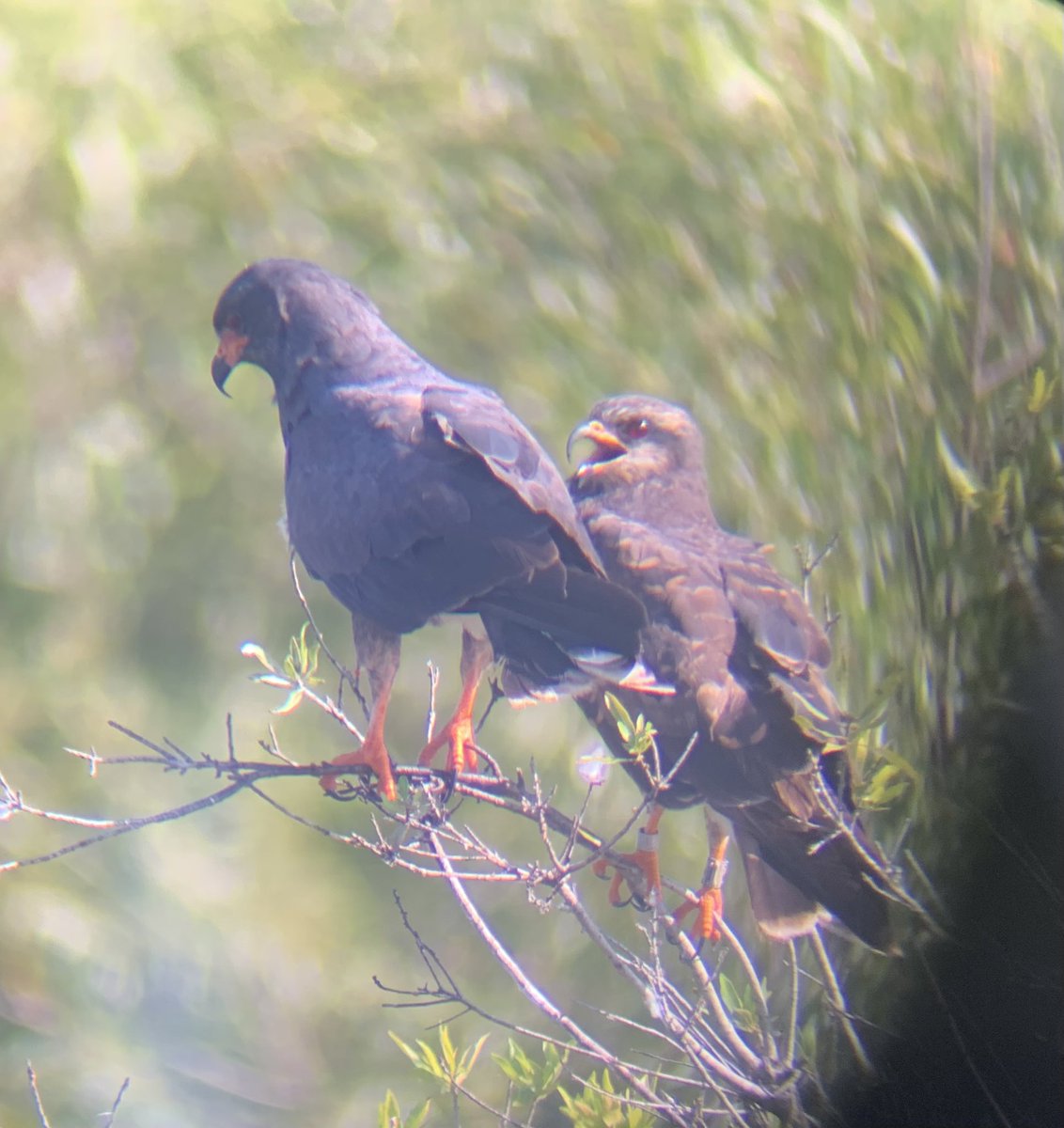 When the SNKI crew checks nests, kite parents tend to be territorial and it looks like this female didn’t think its mate was doing a good enough job