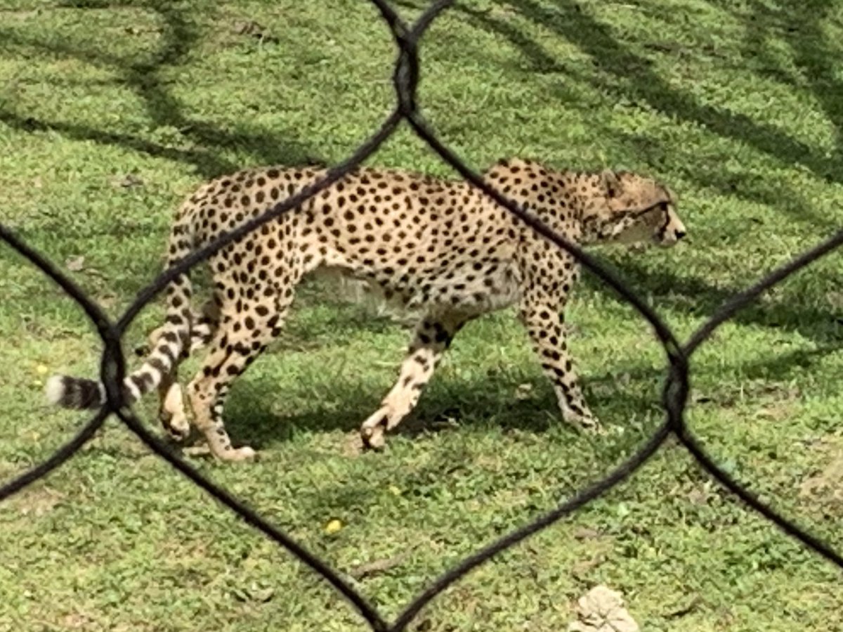 mattswaim's tweet photo. The difference between a cheetah and letterhead is that one is the fastest land animal and the other is stationery https://t.co/QWI3kcRzBu