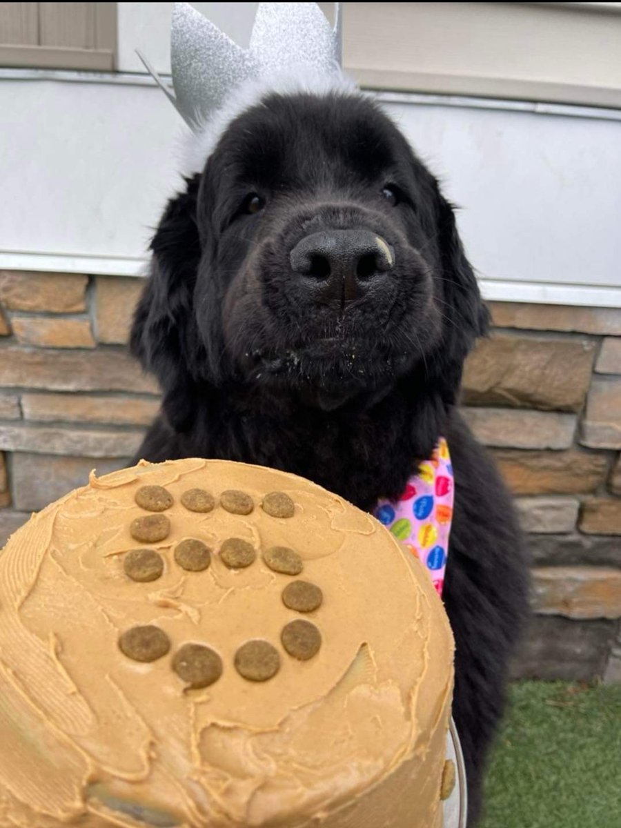 NewHampshireDOT's tweet photo. Belle is 5!
Please join the NHDOT family in wishing our Top-Dog a very Happy Birthday!
#proudtobenhdot
#BelikeBelle
#dogsofdot
#spokesdog https://t.co/3zuwufrg34