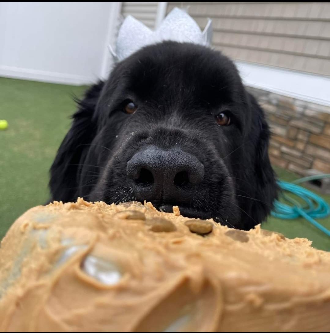 NewHampshireDOT's tweet photo. Belle is 5!
Please join the NHDOT family in wishing our Top-Dog a very Happy Birthday!
#proudtobenhdot
#BelikeBelle
#dogsofdot
#spokesdog https://t.co/3zuwufrg34
