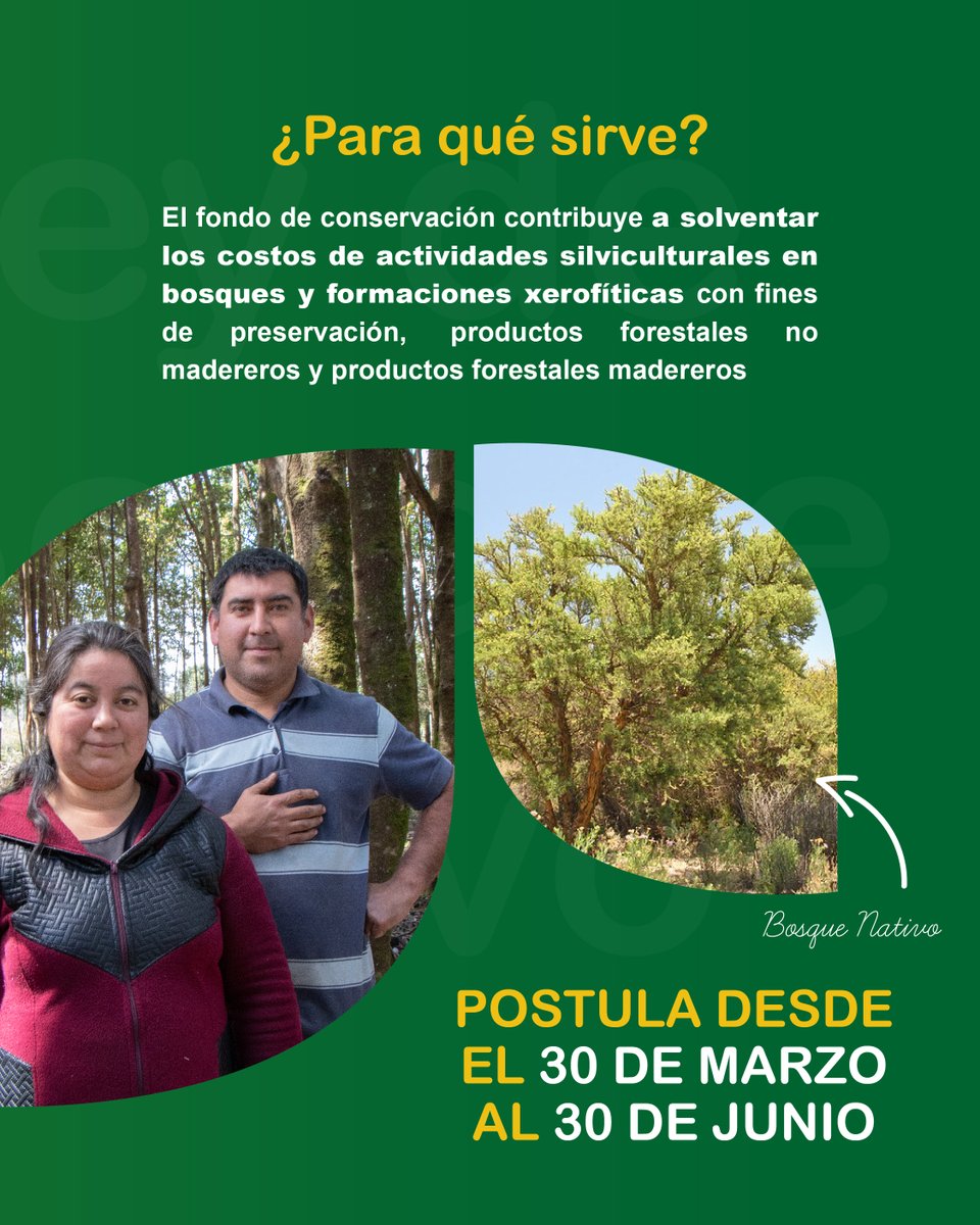 ¡Atención propietarios de bosque nativo y formaciones xerofíticas! 🌳 Postula a las bonificaciones de la ley de bosque nativo: concursolbn.conaf.cl
🍃 Puedes postular hasta el 24/06 para quienes lo hagan en formularios en papel y hasta el 30/06 para postulaciones por internet.