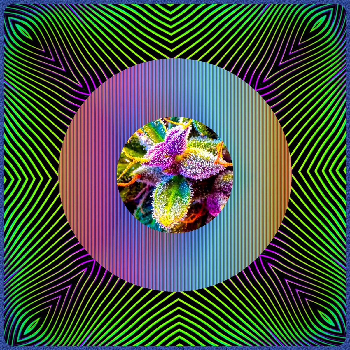 aethersovereign's tweet photo. Headed out for a few days &amp; will have spotty reception.

I couldn't very well celebrate Bicycle Day and overlook 4/20, which marks the occasion to honor an ancestral plant spirit, master &amp; ally: cannabis. 

Cognitive liberty is your birthright. Link below. https://t.co/kpmrL2jJhI