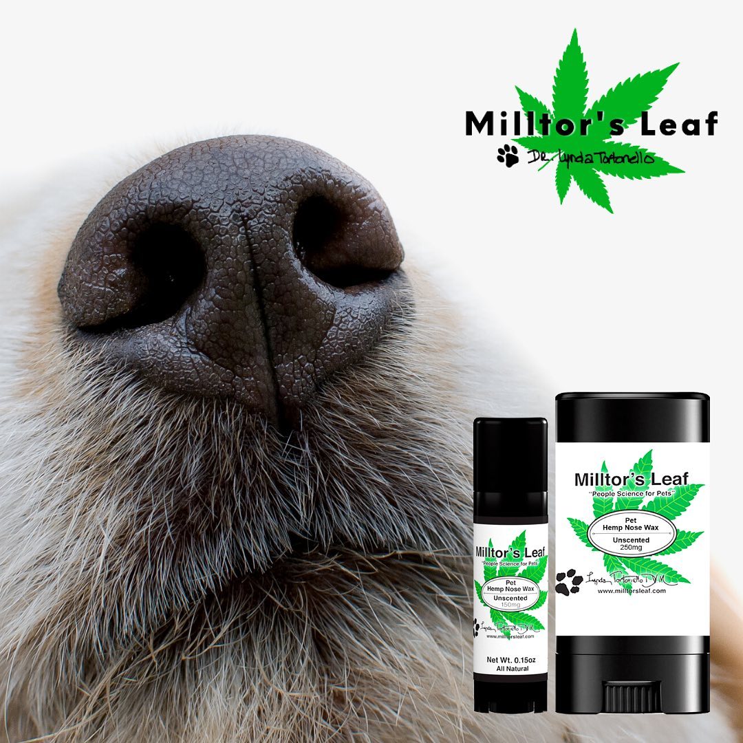 milltorsleaf's tweet photo. Our nose wax is a soothing and nourishing balm made with CBD-infused hemp oil and vitamin E, which can protect your pet's nose! 

#milltorspets #milltorsleaf #cbd #petcbd #nosewax #balm #nourishing https://t.co/TCoJO5sIeS