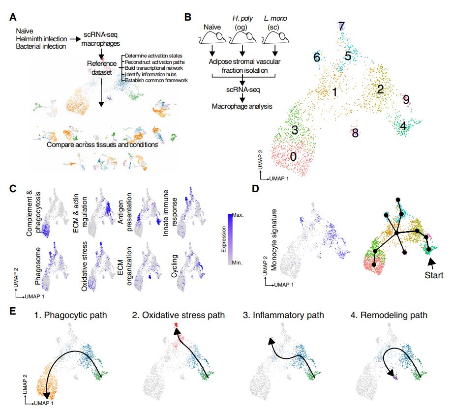 Science Immunology tweet media