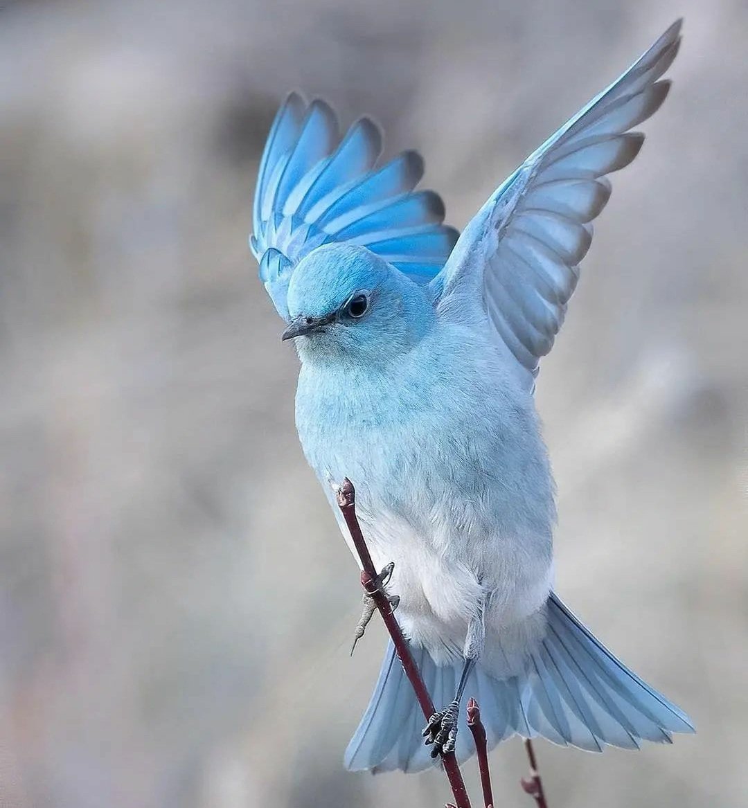 Beautiful bird 💙🤍💙
#birds #photography #nature