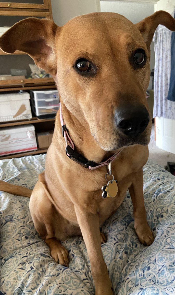Breadchick's tweet photo. Mom, work is stupid. Turn off the computer and love on me. #catchingup #jobpaysfordogs #workisstupid #rhodesianridgeback https://t.co/7FeDMdGul6