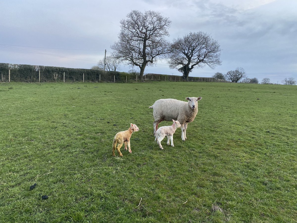 DomStubbs9's tweet photo. End of first cycle and paddocks full with lambs, Un lambed ewes drifted out. 94% of gimmers and MA ewes lambed, hoggs kicking on now @lleynsheep https://t.co/iSsS53QnR0