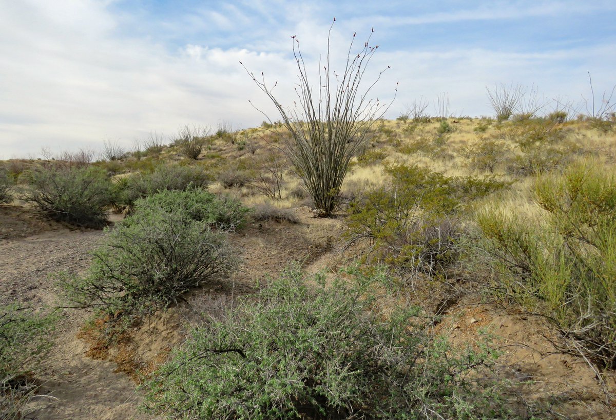 #ChihuahuanDesert today.