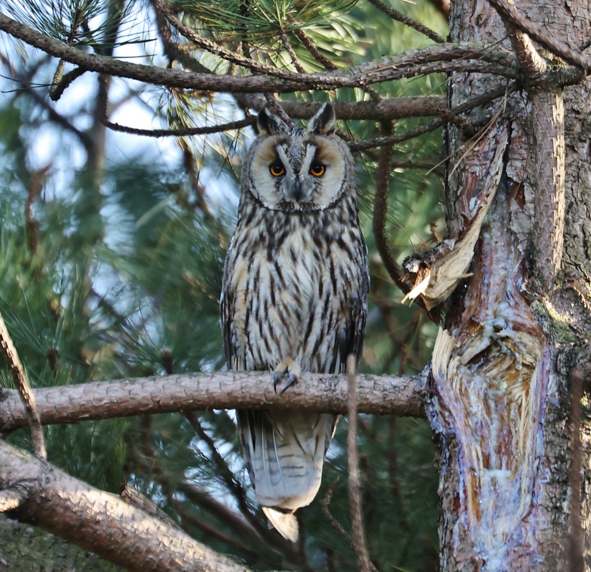 markyfullerton's tweet photo. A beautiful long-eared owl sitting enjoying the last rays of sun this evening @CanonUKandIE @WildlifeMag @NatureUK https://t.co/4UAshYjTBI