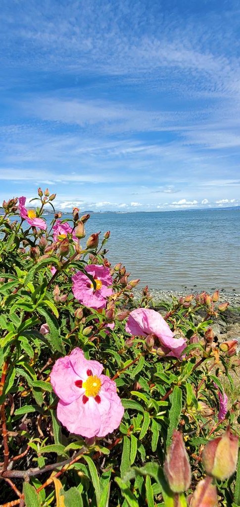 coastpac2's tweet image. #nature #NatureBeauty #Flowers #sea #sky #Colors #cloud #spring #Photo #photography