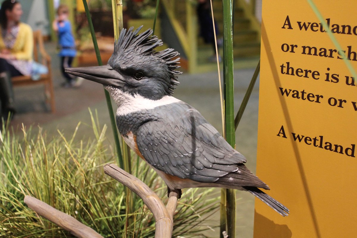 TSIExhibits's tweet image. It's a Kingfisher! I love seeing those out by the river. This one we created for Holliday Park in Indianapolis.

 @Holliday_Park  

#Kingfisher #birdmodel #sculpting