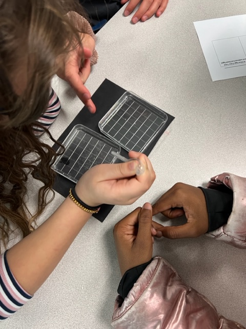 Brinchekscience's tweet photo. 4th grade sorting #AmericanShad #eggs The dead eggs need to be removed each day from the egg chamber using pipettes and counted They will hatch by #Friday and released into the #NeuseRiver #CitSci #CitizenScience #Conservation #authenticlearning @naturalsciences @NorthCarolinaEE https://t.co/pgeZLMnWsg