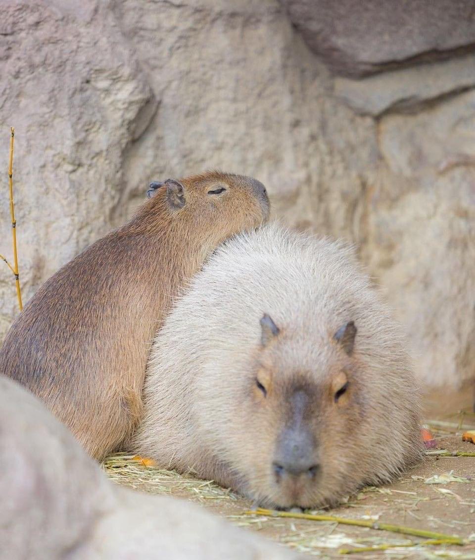 CAPYBARA_MAN's tweet photo. the best pillow https://t.co/IKBwcQSrIA