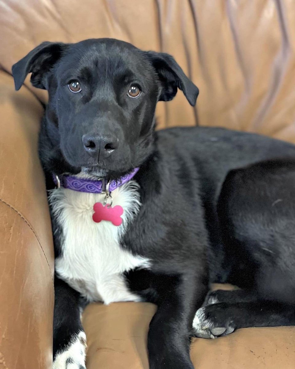 This adorable pup is Cowboy. He is a brother to Chance. He’s 6 months old and we were told he’s a Lab/Aussie mix. Cowboy is a sweet, friendly, playful pup. Please apply to adopt at rescueridge.com &amp; if your app is a possible match a volunteer will get back to you shortly.
