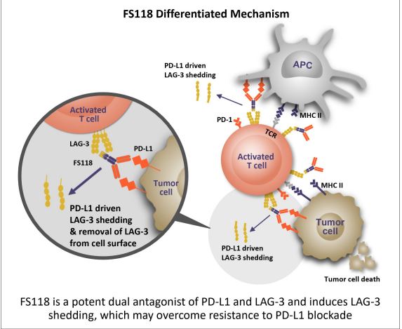 xlp007's tweet photo. $FSTX 4 data readouts for all of 4 programs in 2022. Multiple partnerships with big pharms. Focus on FS118: Phase 2 refractory head and neck cancer with data expected in mid-2022, especially after BMY's Opdualag™ (nivolumab and relatlimab) got approved last month. https://t.co/vuzhAj0p5x