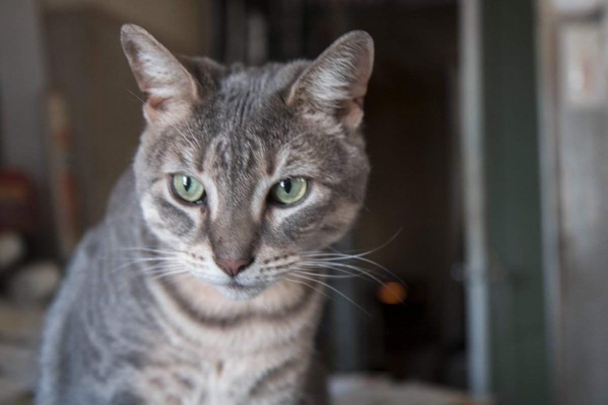 Ron11366's tweet image. Cadtickull is working on his head shot.😺
#CatsOfTwitter #CatsOfNewJersey