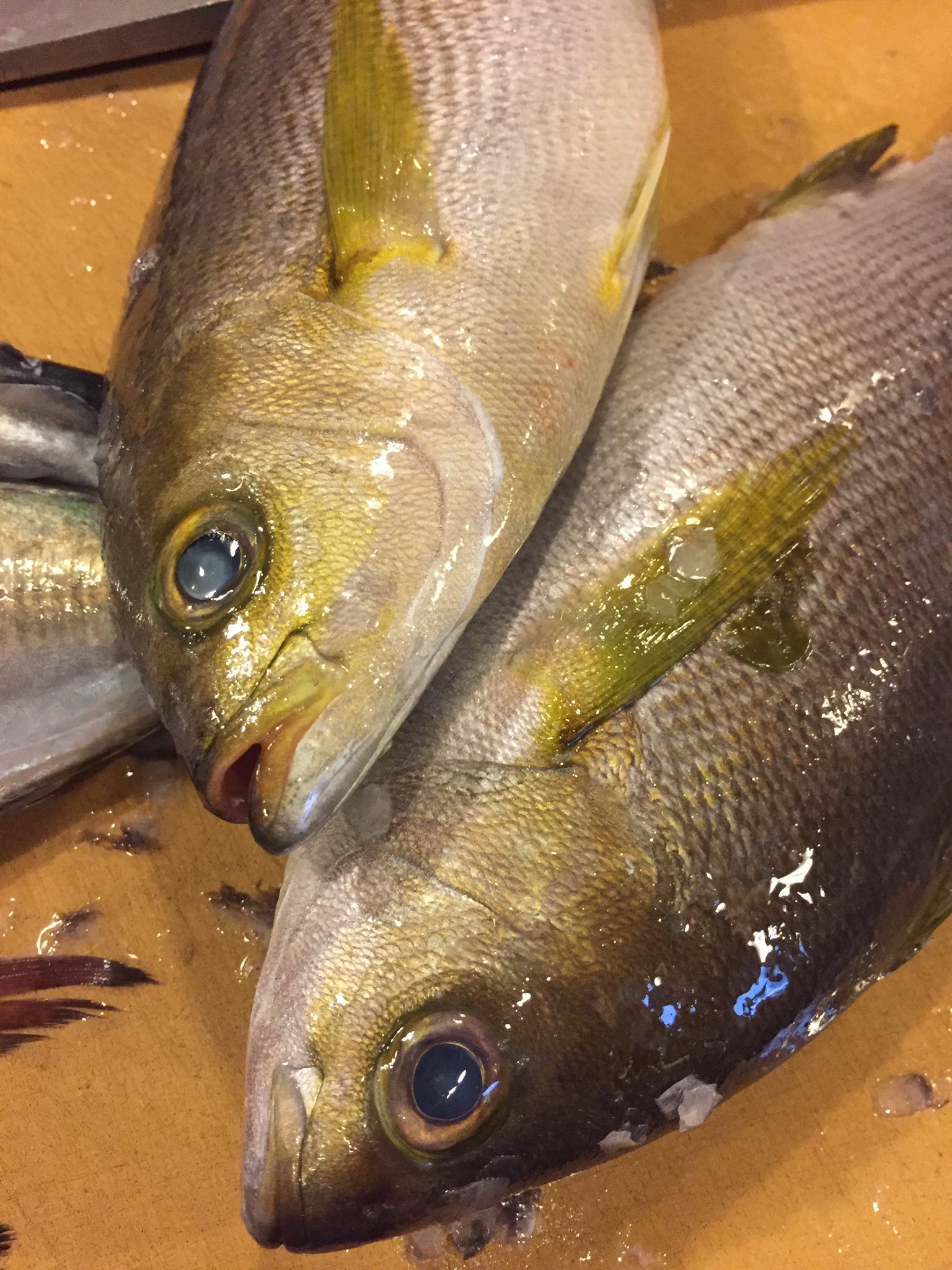 魚の旨い店 ほうぼう 通常営業となりましたが引き続きお静かな会話とマスク会食をお願い致します 又 ご来店の際はお電話頂けると大変助かります 045 506 2721 イサキ 旬 海鮮 居酒屋 魚の旨い店 ほうぼう 釣り 天然 魚 魚好き お刺身 焼魚