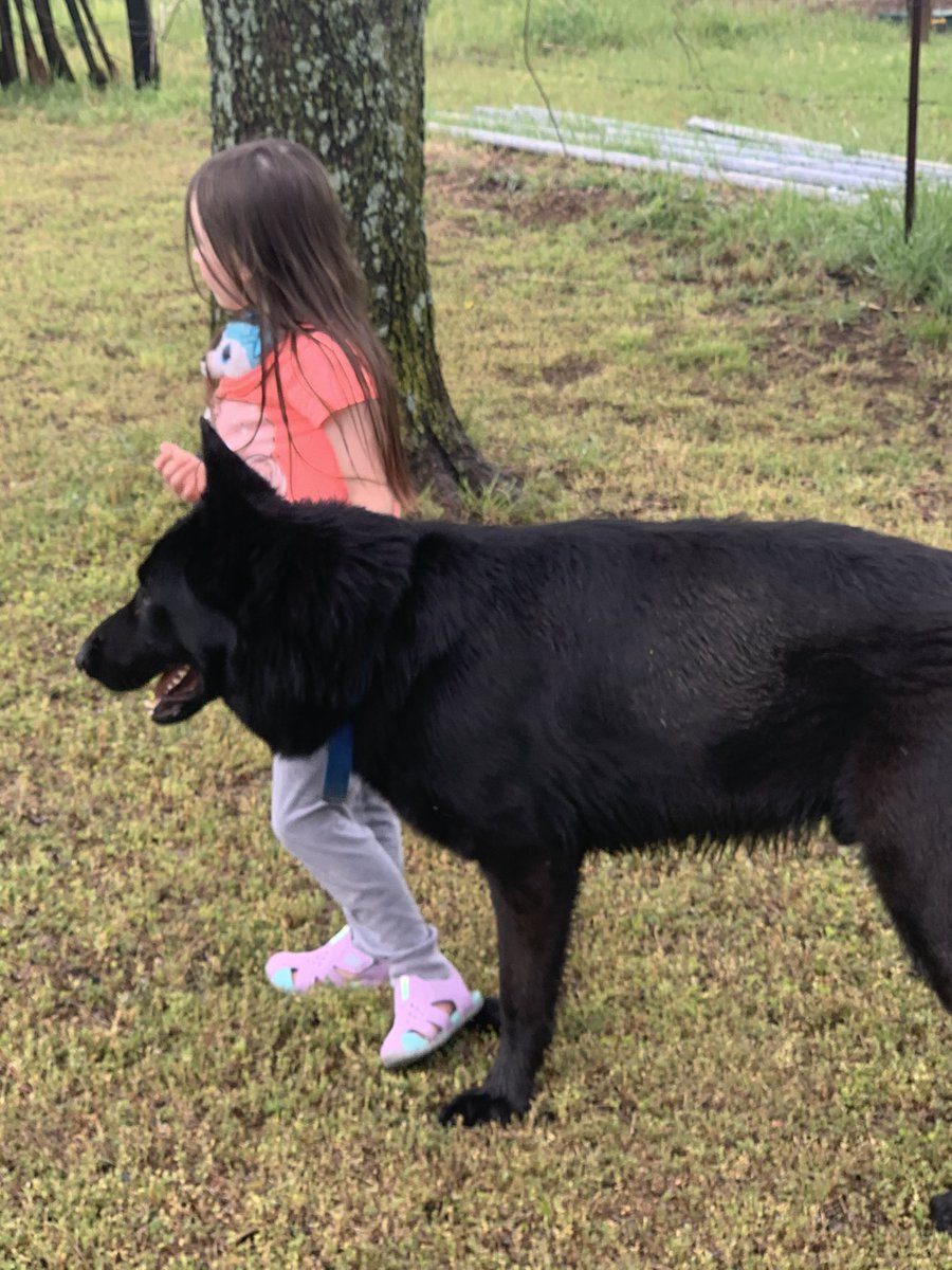 JoeFine10's tweet photo. I have a wolf-like creature that needs a good home. We’re moving back around the Norman area and unfortunately we’re unable to take this beast with us. Please let me know if anyone might be interested. https://t.co/V5JDVagGKm