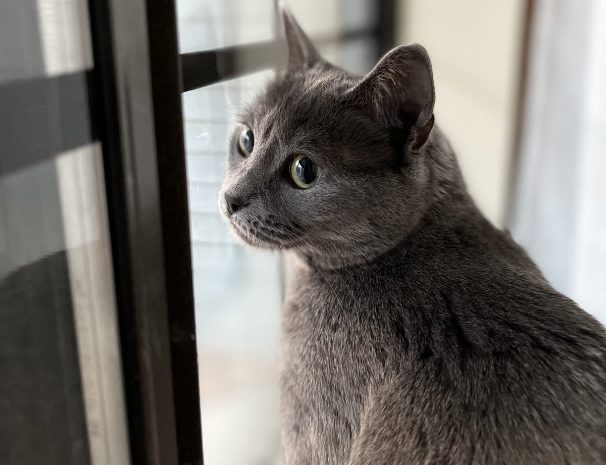 MRFRScats's tweet photo. We need your help to fill in the rest of the pages of MRFRS’s 2023 Cat Calendar! We couldn’t resist sharing a couple of the amazing photos that have been submitted so far (of both MRFRS alumni and other kitties - all cats are welcome!) 😻 Learn more at https://t.co/DoszSTq93A 💙 https://t.co/ztD2zxzNsF