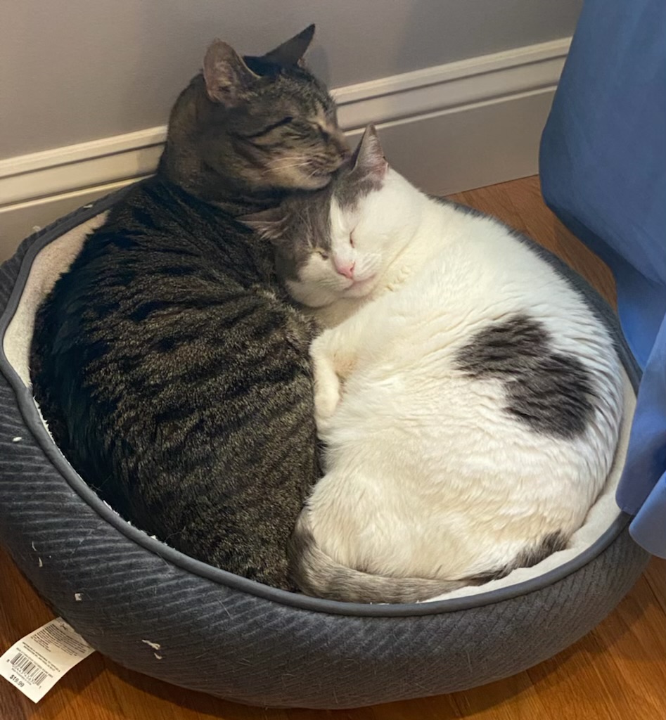 MRFRScats's tweet photo. We need your help to fill in the rest of the pages of MRFRS’s 2023 Cat Calendar! We couldn’t resist sharing a couple of the amazing photos that have been submitted so far (of both MRFRS alumni and other kitties - all cats are welcome!) 😻 Learn more at https://t.co/DoszSTq93A 💙 https://t.co/ztD2zxzNsF