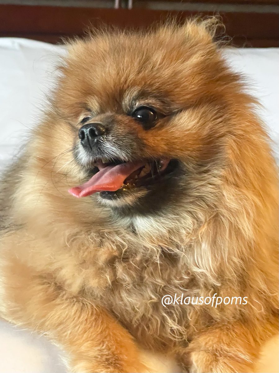 Mawm has a bad weather migraine. Tongue out Tuesday with a little side eye during this storm. Staying in bed. No zombiez on pawtrol - snow scared them away from the pawrents. Good night pals #ZSHQ #dogsoftwitter #tongueoutuesday