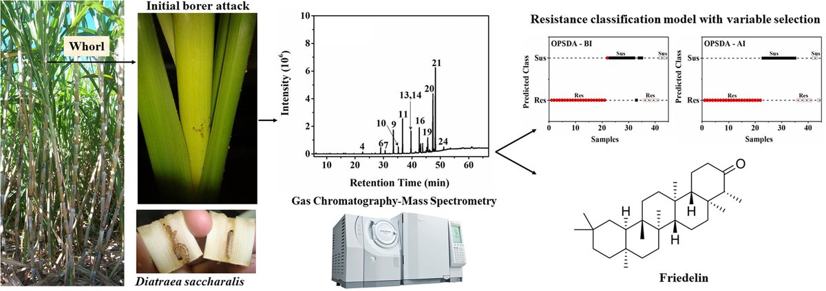 cleiton_wartha's tweet photo. #Research on sugarcane varietal resistance from my master's work in collaboration with researchers in the chemistry department has just been published in #Phytochemistry. Read here:       https://t.co/9cxVv9r6Ni https://t.co/I9pMhj65Wp