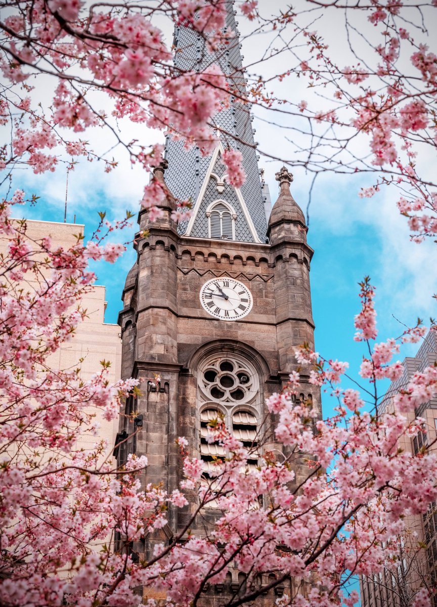 Cherry Blossoms at The Old Stone Church in Cleveland, OH