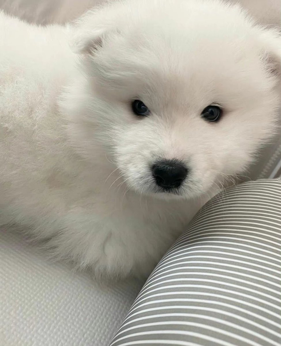 Charming_Dog's tweet photo. If you stay up all night, your eyes will become smaller.#cute #pets #cutedog #samoyed https://t.co/WzVq3lJTjr