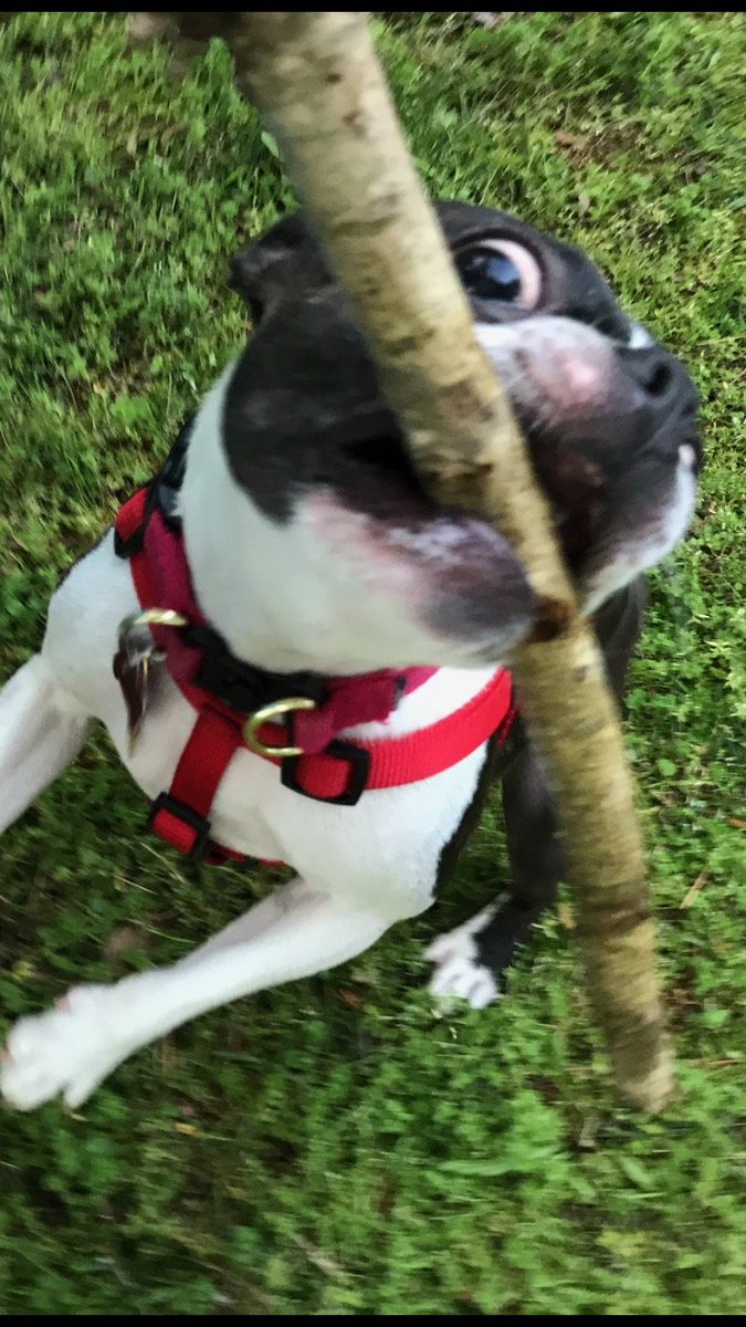 GottaBeCrazy2's tweet photo. #GISH2021 #Item28: Pug of War. #GISH https://t.co/uq9JKh7DqF