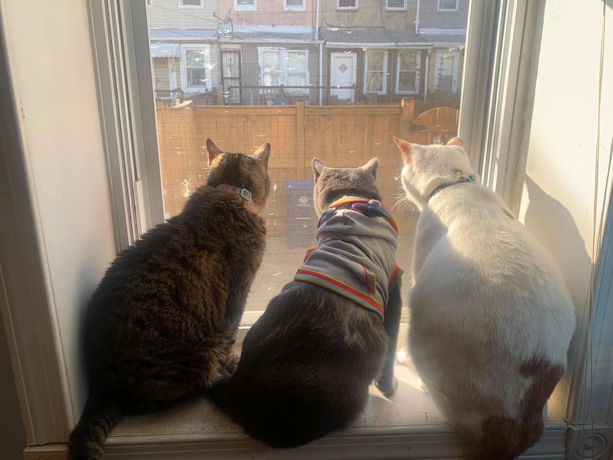 Neighborhood watch. #cats #cat #CatsOnTwitter #CatsOfTwitter #catsdoingthings #catswithjobs #photo #photography #catphoto #catphotography