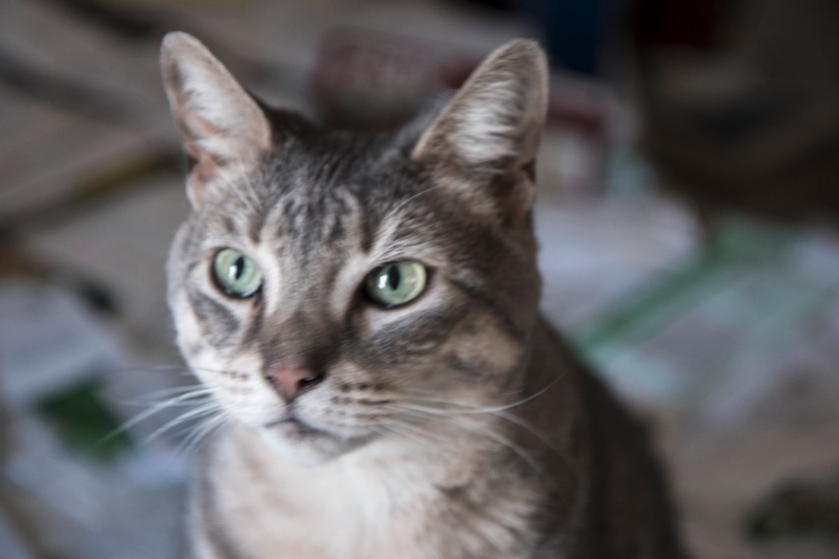 Ron11366's tweet image. Cadtickull is working on his head shot.😺
#CatsOfTwitter #CatsOfNewJersey