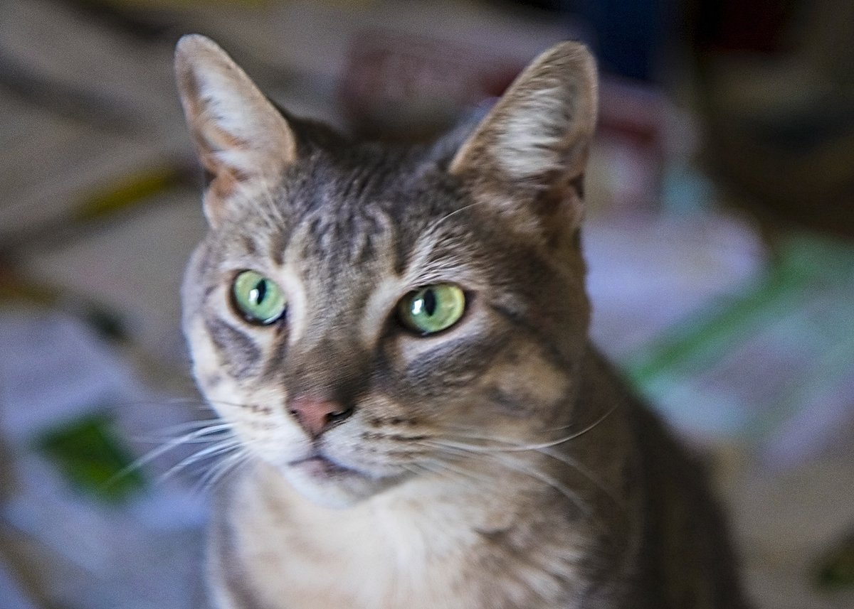 Ron11366's tweet image. Cadtickull is working on his head shot.😺
#CatsOfTwitter #CatsOfNewJersey