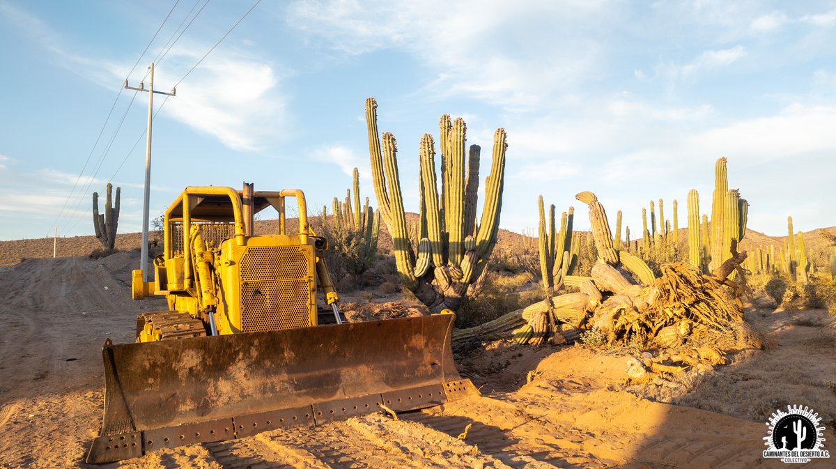 Caminantes del Desierto A.C. tweet media